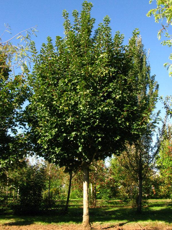 Acer truncatum x platanoides Ruby Sunset&reg; Ruby Sunset&reg;