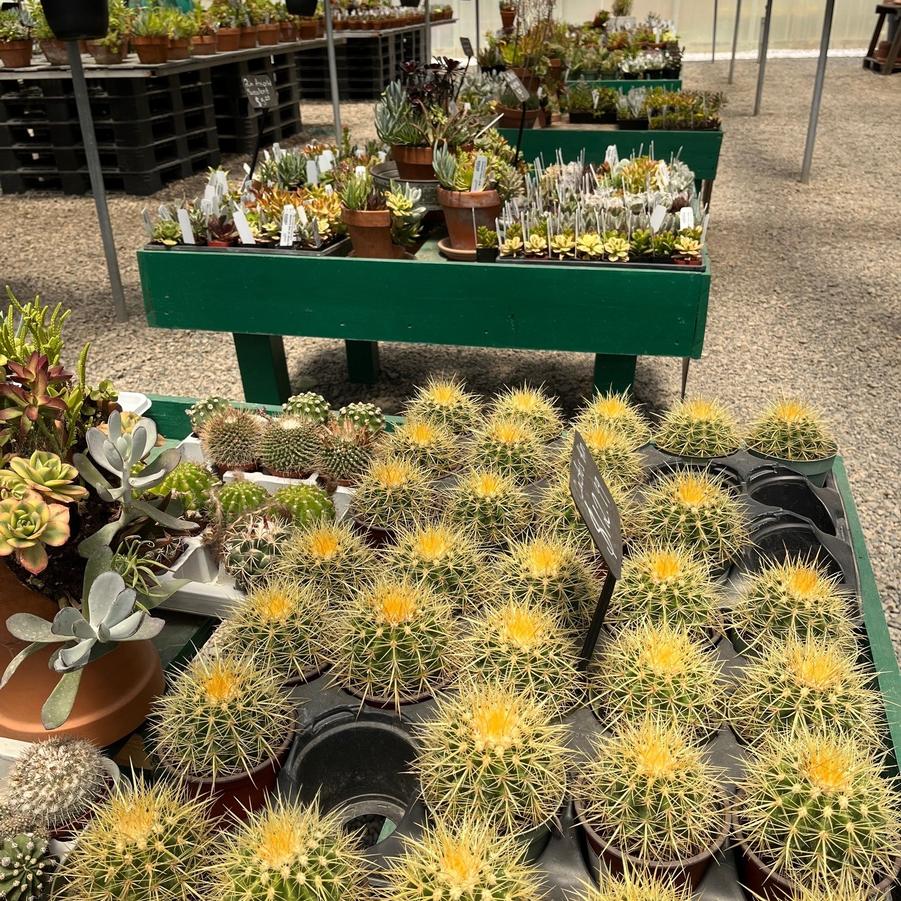 Cactus/Succulent 