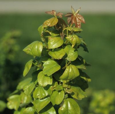 Acer buergerianum Miyasama Kaede