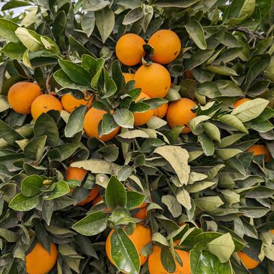 Citrus Midnight Valencia