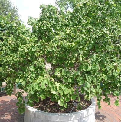 Corylus avellana Contorta