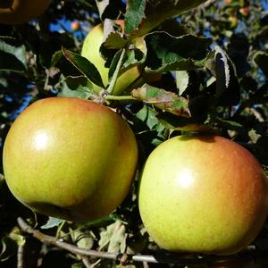 Apple Jonagold