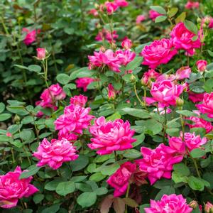 Rosa Knock Out&reg; Pink Double Knock Out