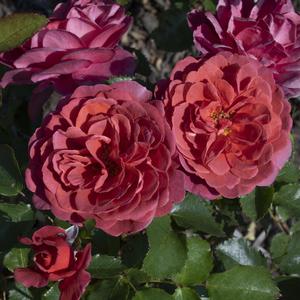 Rosa Desert Sky&trade;