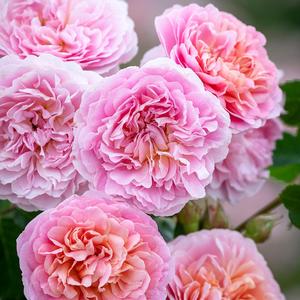 Rosa Eustacia Vye&trade;