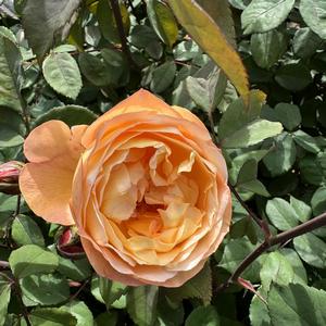 Rosa Lady Emma Hamilton