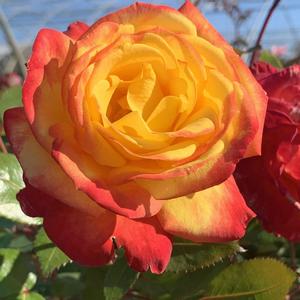 Rosa Sunbelt&reg; Sunbelt Garden Flame&trade;