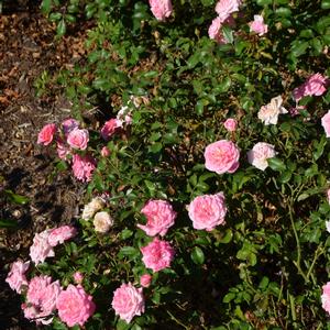 Rosa Sweet Drift&reg;