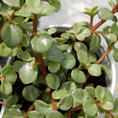 Crassula ovata Variegata