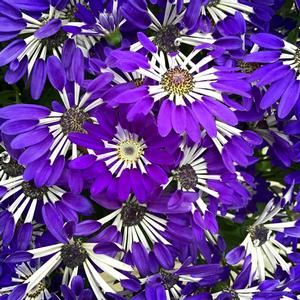 Pericallis Senetti&reg; Blue Spoon