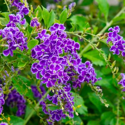 Duranta erecta Sweet Memories