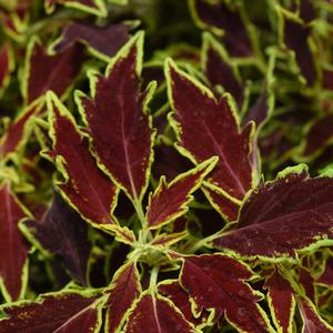 Coleus FlameThrower&trade; Serrano