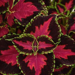 Coleus scutellarioides Heartbreaker