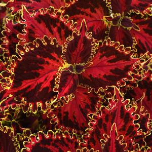 Coleus scutellarioides Volcanica&trade; Solar Flare