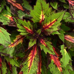 Coleus scutellarioides Ignite&trade; Special Effects