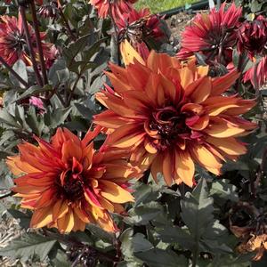 Dahlia LaBella&reg; Grande Chocolate Amber