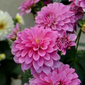 Dahlia LaBella&reg; Grande Dark Pink