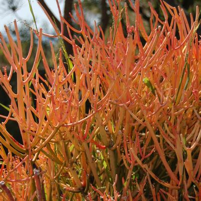 Euphorbia tirucalli Sticks on Fire