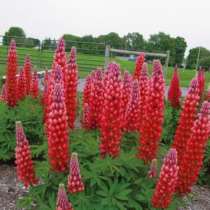 Lupinus polyphyllus Westcountry&trade; Red Rum