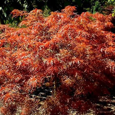 Acer palmatum Baby Lace
