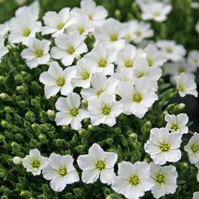 Arenaria montana Winter white