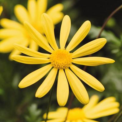 Euryops pectinatus Viridis