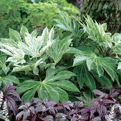 Fatsia japonica Spider's Web
