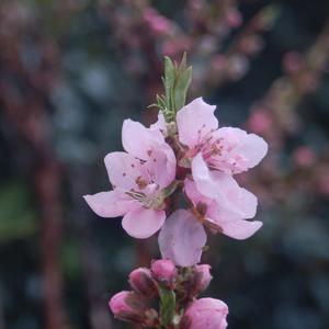 Min. Nectarine Garden Delight