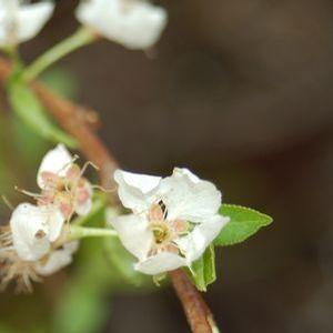 Japanese Plum Burgundy