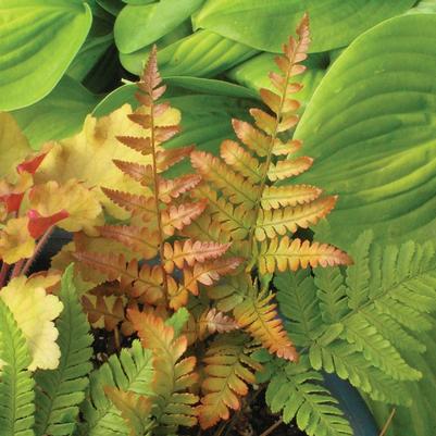 Dryopteris erythrosora Brilliance