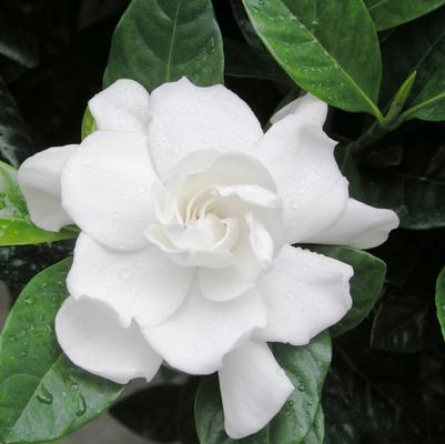 Gardenia jasminoides Veitchii