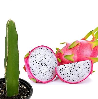 Dragon Fruit White