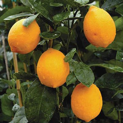 Lemon Meyer Improved