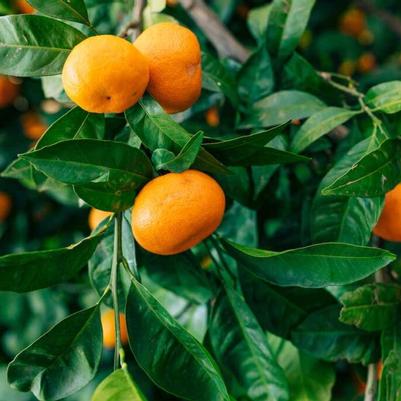 Mandarin California Honey