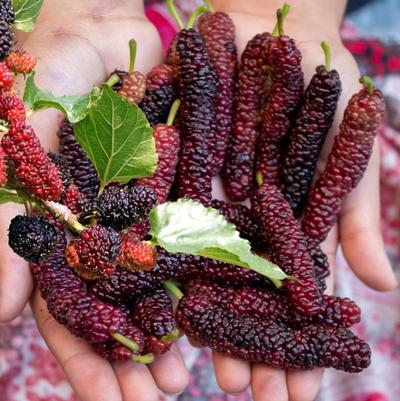 Mulberry Pakistan