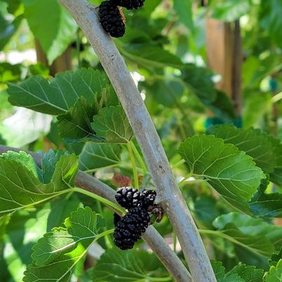 Mulberry Tea's Weeping