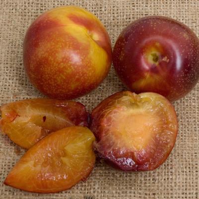 Plum Beauty