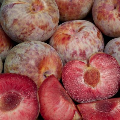 Pluot Dapple Dandy