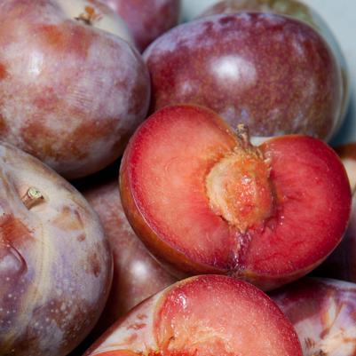 Pluot Dapple Supreme