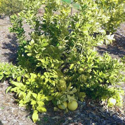 Pummelo Tahitian
