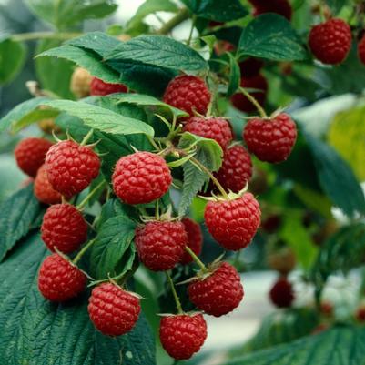 Raspberry Red Heritage