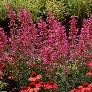 Agastache Morello