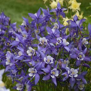 Aquilegia caerulea Kirigami&trade; Deep Blue and White
