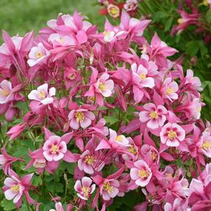Aquilegia caerulea Kirigami&trade; Rose & Pink