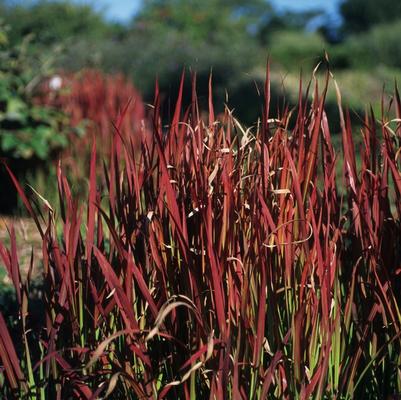 Imperata cylindrica Rubra