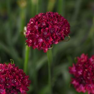 Armeria pseudarmeria Dreameria&reg; Hypnotic Dreams