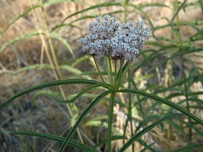 Asclepias fascicularis 