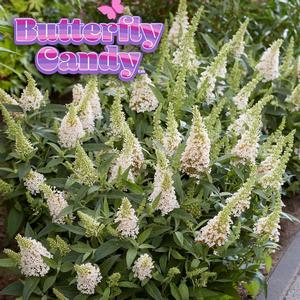 Buddleia davidii Butterfly Candy&reg; Li'l Coconut&trade;