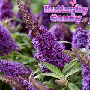 Buddleia davidii Butterfly Candy&reg; Li'l Grape&trade;