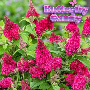Buddleia davidii Butterfly Candy&reg; Li'l Raspberry&trade;